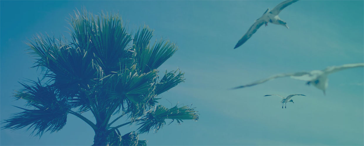 cove insurance