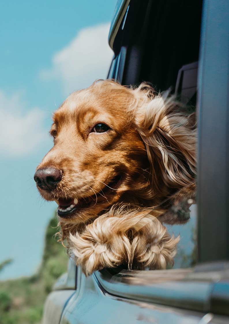 cove dog insurance