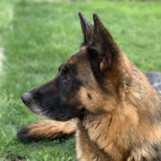 German-Shepherd-Insurance-nz German Shepherd Insurance nz
