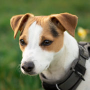Jack-Russel-Terrier-insurance-nz Jack-Russel Terrier insurance nz