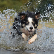 dog-insurance-nz dog insurance nz