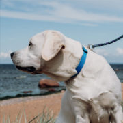 labrador-insurance-nz labrador insurance nz