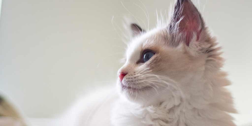 pet insurance for cats