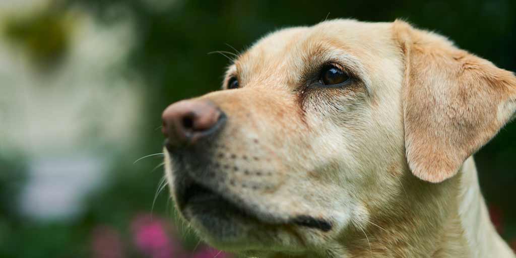 pet insurance for dogs