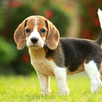 beagle insurance