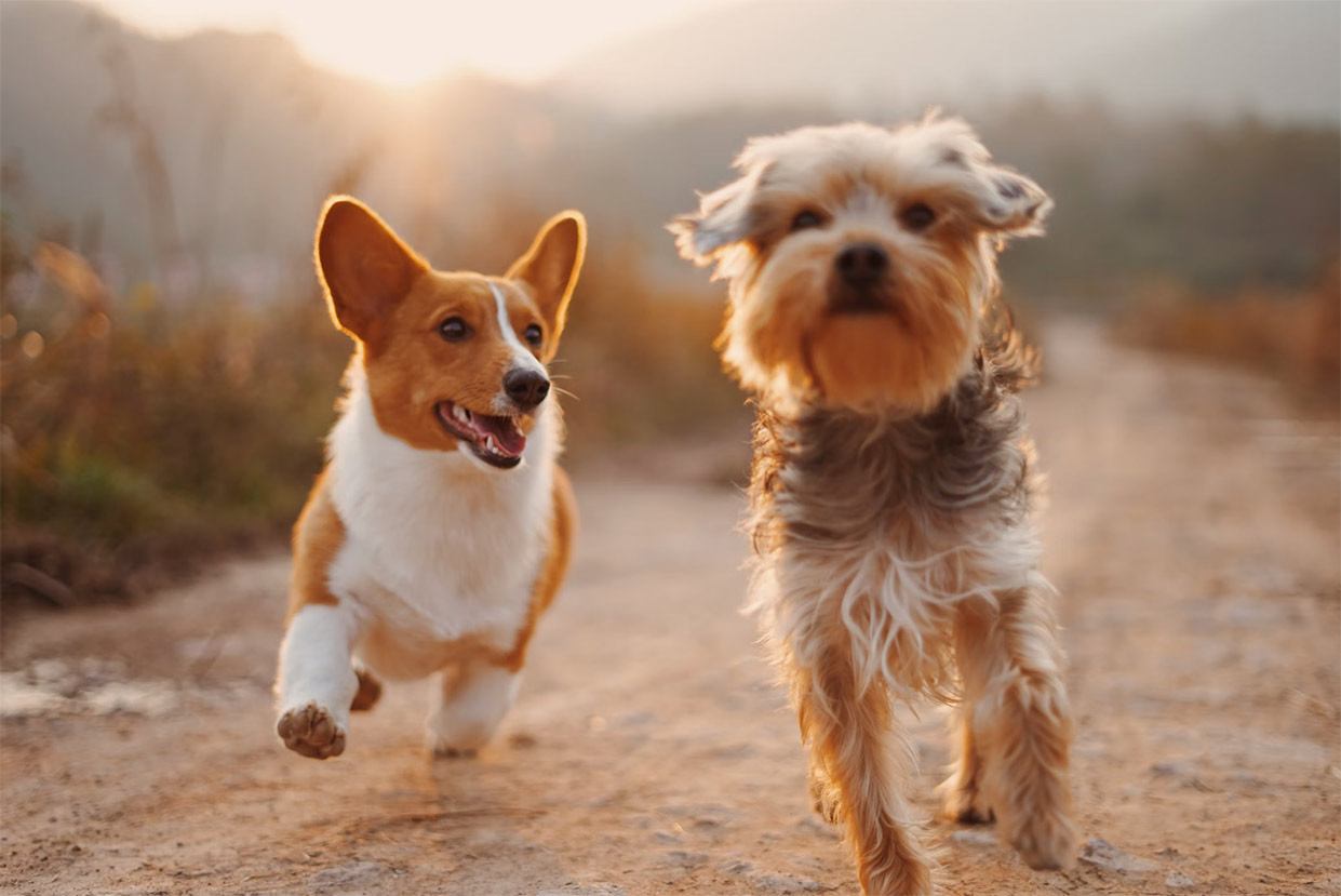 insurance for small dogs
